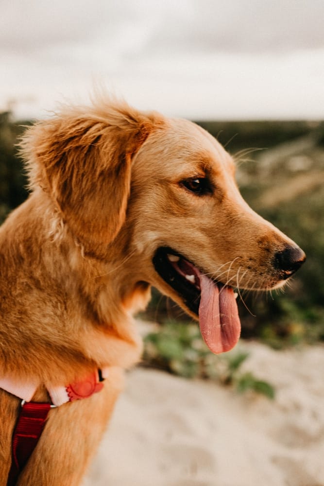 Kontakt wzrokowy_mowa ciała psa golden retriever na tle plaży