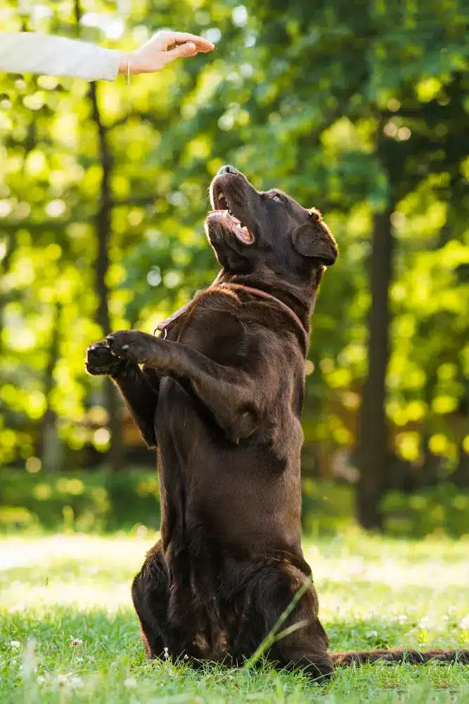 pilorekcja_mowa ciała psa czekoladowy labrador na tylnych łapach