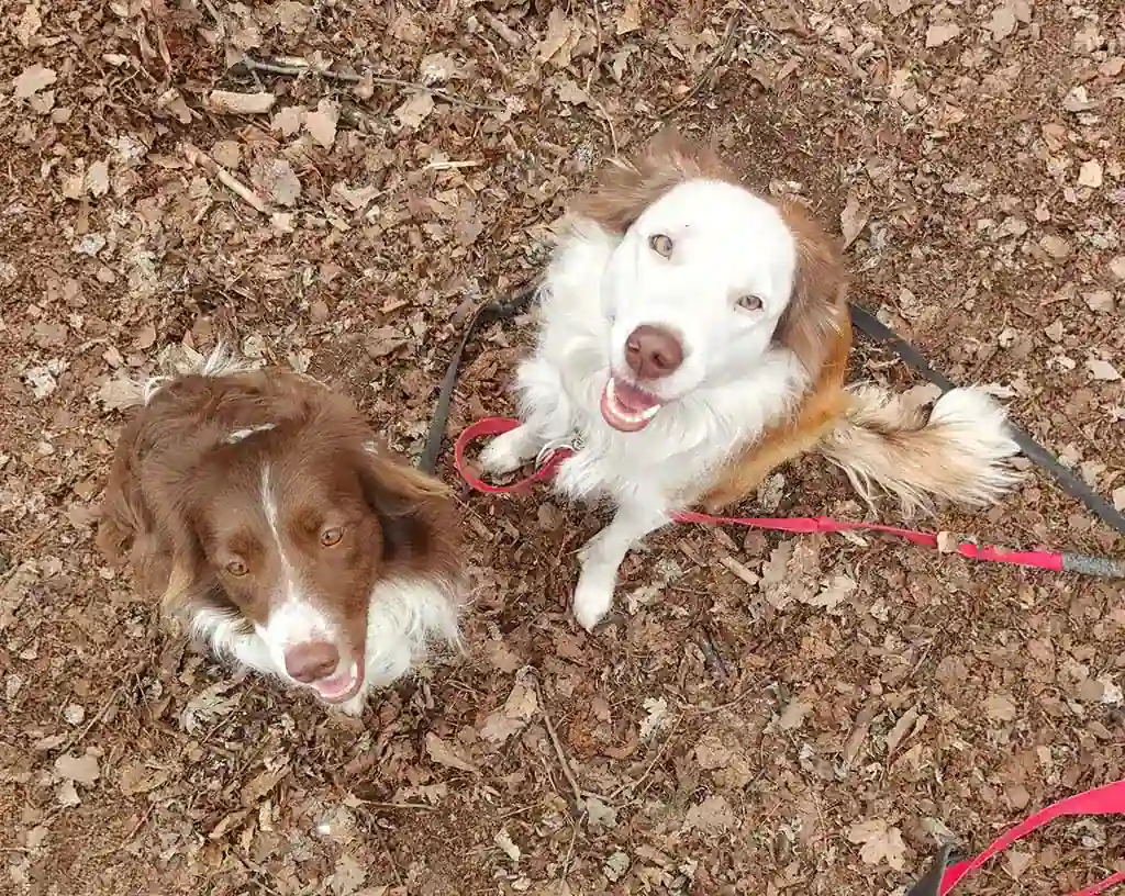 Psia-Strefa_Strefa-Spacerow_Spacery-socjalizacyjno-komunikacyjne dwa siedzące brązowo-białe border collie na tle jesiennych liści